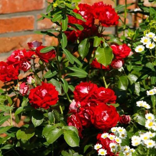 Roșu - trandafir pentru straturi Floribunda